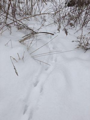 Rabbit tracks