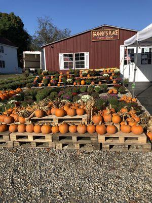 Pumpkins & mums