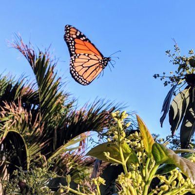 Uprooted Weed & Pest Control