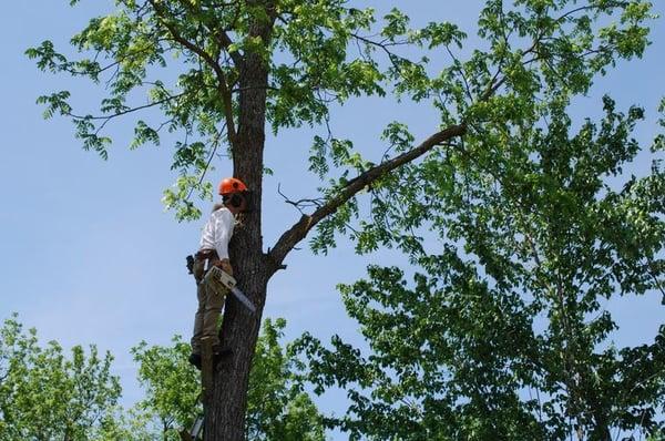 Tree Service by Gerard Arnold