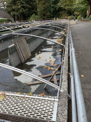 Cascade Fish Hatchery