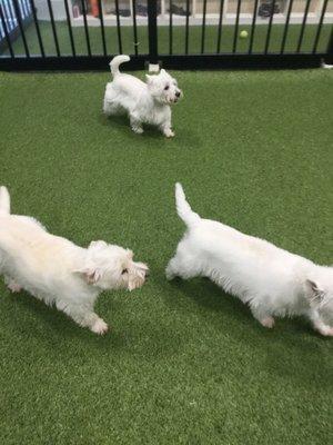 The running of the Westies