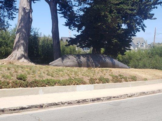 Concrete Humpback Whale at Seabright Museum.