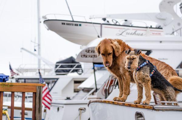 Pets on the boat