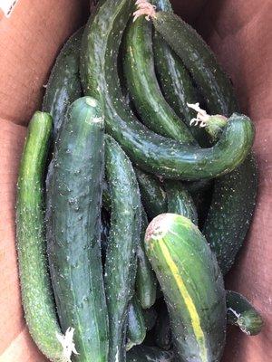 Chinese cucumber