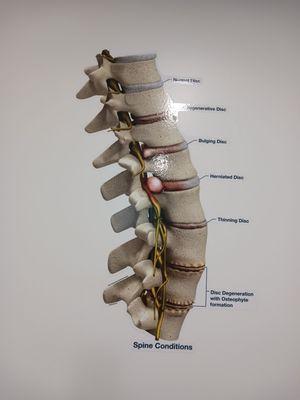 BioSpine Institute