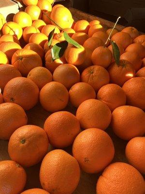 Oranges