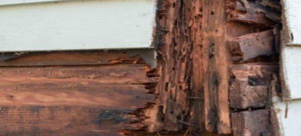 Call Today for a Free Termite Inspection and ask about our Wood Replacement Services.