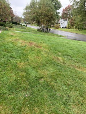 What was once a great lawn and now looks like crap.