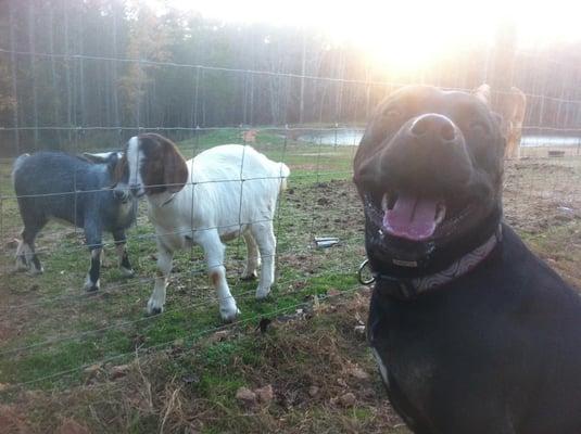 Tugger loves Bo and Peep!