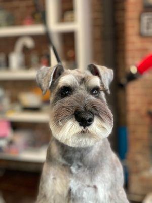 Miniature Schnauzer