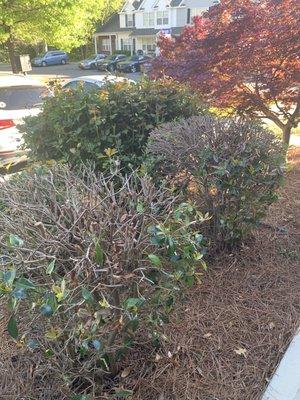 Dead bushes improperly pruned