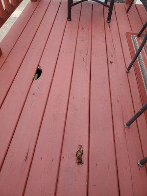 Wholes and cracks in deck planks.