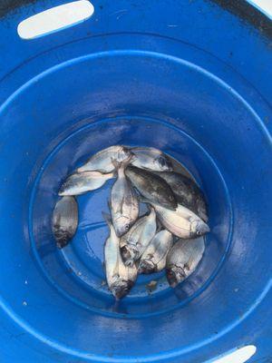 Delicious fish fry porgies and sea bass