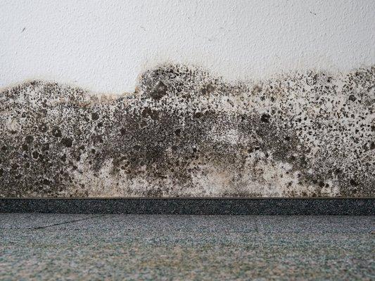 Mold on the drywall