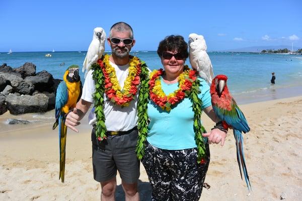 parrots on Waikiki beach