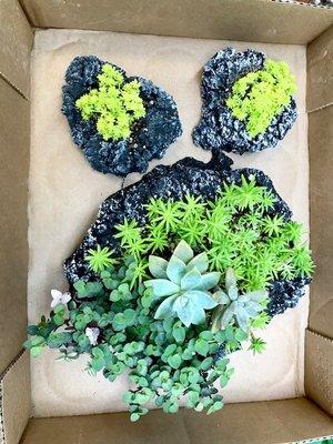 cool succulents for the house