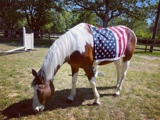 One of our equine assisted horses Whiskey