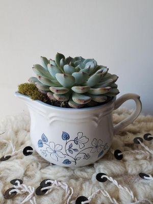 Beautiful succulent