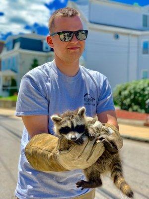 Catseye's wildlife control technician removing raccoon from home.