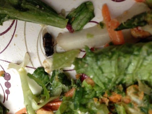 bee in salad. read my review