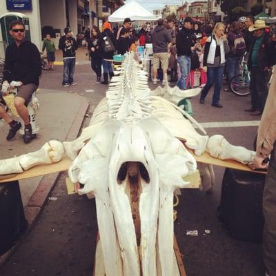 actual grey whale skeleton (the entire thing!) used as a puzzle for kids!