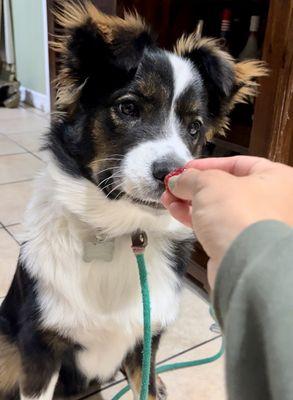 Charlie mesmerized by the strawberry!