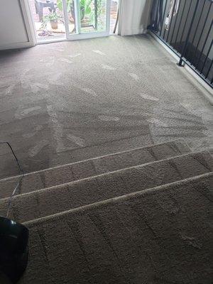 Nice clean carpet once again. I have a dog with short hairs and he got them all out! Looks brand new!