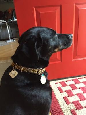 Lucky girl got one of the 25 LupineLab special edition collars in Wild Heart. If you look closely, the cheetah spots are hearts. :)