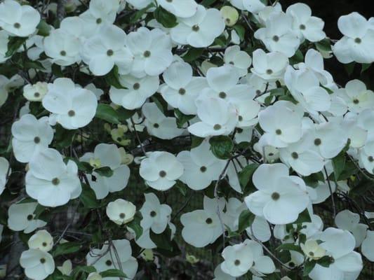 Cornus Nuttallii (Dogwood - Eddies White Wonder)