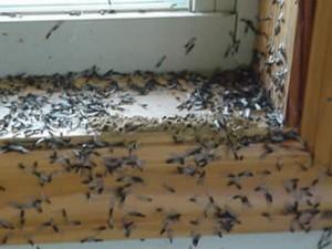 Got a termite problem? We can help!