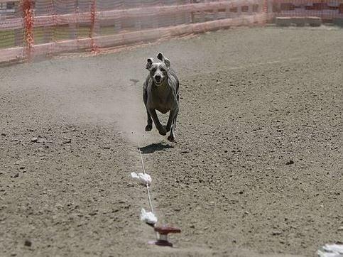 Luratics Canine All-Breed Lure Coursing Club