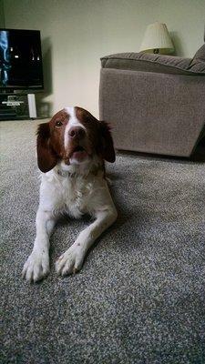 Phenix Stainmaster carpet, installed, customer's whole family, including the dog, very happy.