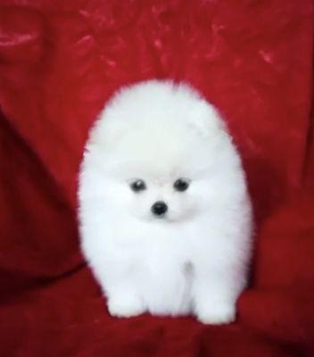 White Pomeranian puppy boy