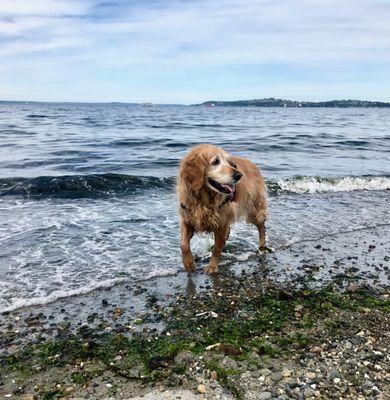 Alki Dog