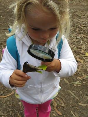 taking a closer look. Discovering the details of a leaf