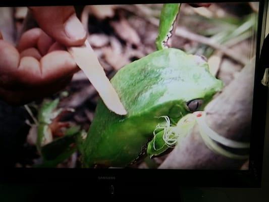 Phyllomedusa Bicolor Or Sapo Frog. The Gel Secreted Under Duress Is Hallucinogenic