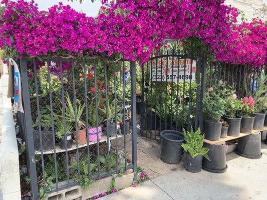 Beautiful bougainvillea caped entrance to tiny El Charro Plant Nursery. Street Parking Only.