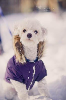 Snow Day Lifestyle Dog Session at Reston Town Center