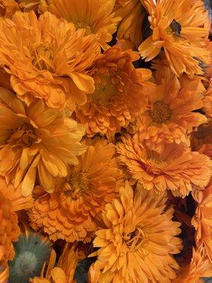 Calendula Harvest!