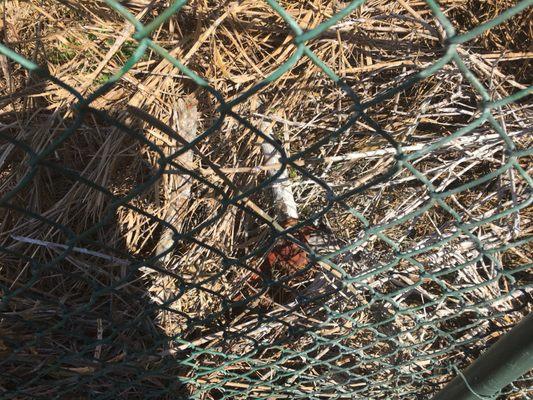 Chemicals dumped over rear fence still visible after 3 months.