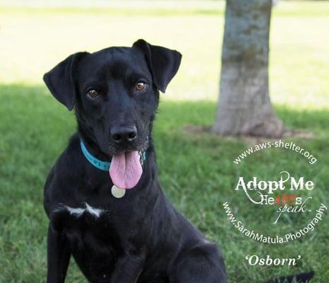 Osborn is a sweet boy who came to us from another rescue. He is about two years young and loves to play! He will need some basic obedience a