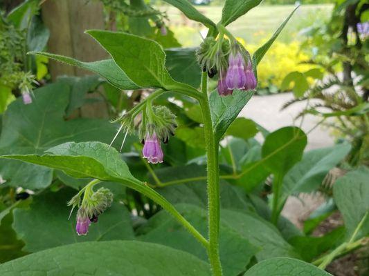 Some of the many flowers in the garden