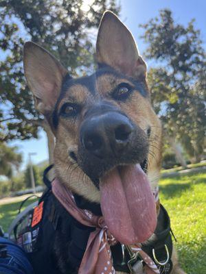 Happy doggo on her walk !!