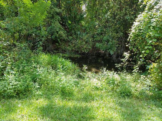 This used to be a nice view from my back porch where you could clearly see the creek. Now it is nothing but overgrowth and weeds. Ugly view