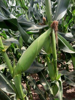 Mexican White Corn / Elote Blanco Mexicano