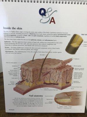 Skin info