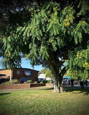 Cameron Elementary School