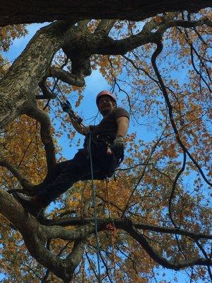 Tree Climbers International