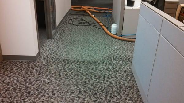 Commercial Carpet Cleaning